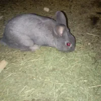 خرگوش لوپ (نر و ماده)