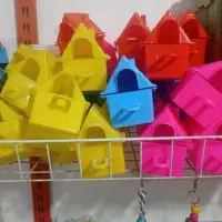 فنچ|پرنده|گرگان, |دیوار