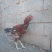 مرغ خروس لاری