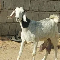 بز شیری|حیوانات مزرعه|جیرفت, |دیوار