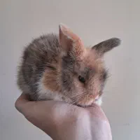 خرگوش لپ|موش و خرگوش|نجفآباد, صالح آباد|دیوار