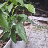 نهال انبه|گل و گیاه طبیعی|مرودشت, فاز اول شهرک فرهنگیان|دیوار