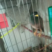 مینا|پرنده|شاندیز, |دیوار