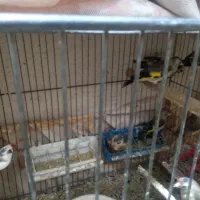 نر و ماده سهره به تعداد