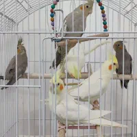 عروس هلندی