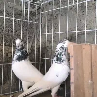 فروش دو جفت کبوتر جانسیرا استاد محمود اسماعیل