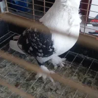 کفتر زینتی و بدون غلط|پرنده|خاوران, |دیوار