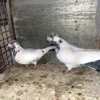 جفت نروماده کلدم سیاه