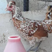 تخم نطفه دار گلین گیل لری|حیوانات مزرعه|کرج, شعبان‌آباد|دیوار