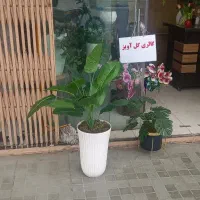 پرنده بهشتی کوچک