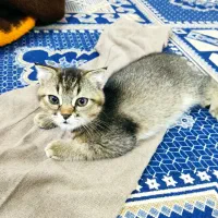 بچه گربه های اسکاتیش