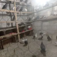 کبوترپرشی|پرنده|نقده, |دیوار