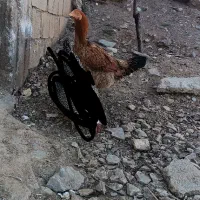 مرغ لاری شکری 4روز کرچ