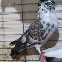 کبوتر کفتر پرشی|حیوانات|گرگان, |دیوار