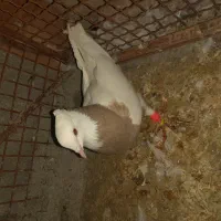 فروش ماده کارتونی|پرنده|لامرد, |دیوار