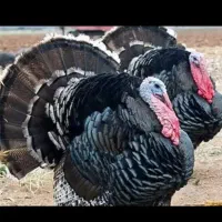 تخم بوقلمون