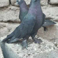 یک جفت زاغ پرپا چنگ سفید .