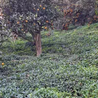 10-هکتار-باغ-مرکبات