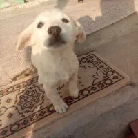 سگ.|سگ|قوچان, |دیوار