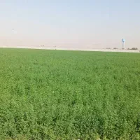 11هکتار یونجه پرس|لوازم جانبی حیوانات|شیراز, بید زرد|دیوار