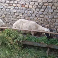 میش کاور بزغاله چاق