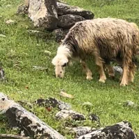 میش با بره میش