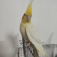 10عدد عروس هلندی با قیمت پایین