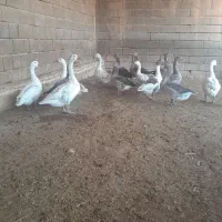 غاز|حیوانات مزرعه|شوشتر, |دیوار