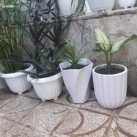 گل های طبیعی و زینتی آپارتمانی