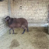 دوتا قوچ افشاری هترو یکی یکساله یکی ده ماهه عالی|حیوانات مزرعه|مرودشت, نقش رستم|دیوار