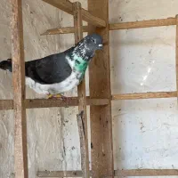 کبوتر گرفته