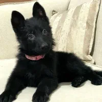 ژرمن شپرد سگ نگهبان|سگ|کوهسار (البرز), |دیوار