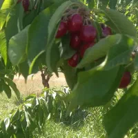 سلام باغ ویلایی نزدیک پل زمانخان|فروش زمین و ملک کلنگی|سامان, |دیوار