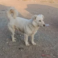 پاپی کوچولو ، پاپی گوش تیز .پشمالو|سگ|رشتخوار, |دیوار