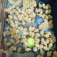 جوجه مرغ گوشتی