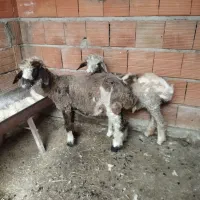 2عدد توقلی نروماده قربانی