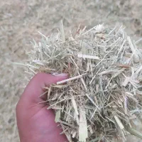 علف سبز