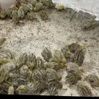 تخم و جوجه بلدرچین