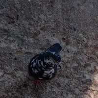 ۱۲ عدد کبتر|پرنده|رضویه, |دیوار