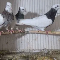 طوقی نر وماده