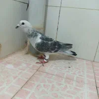 کبوتر کرمانی|پرنده|تربت‌حیدریه, ترمینال|دیوار