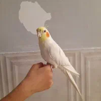 عروس هلندی نر دستی