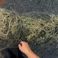 یونجه چین دوم خالص خالص یونجه خشک پرس و باغ دستی