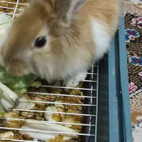 خرگوش همراه با قفس