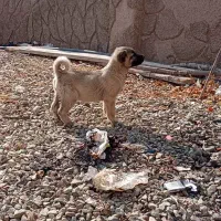 کانگال توله نر دم فر ۷ انگشت