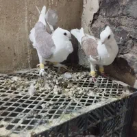 کبوتر|پرنده|بردسکن, |دیوار