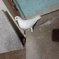 کبوتر پرشی و اویناخ