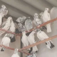 کفترگرویی|پرنده|کاشان, شهرک صنعتی کویر|دیوار