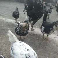 تخم مرغ گلین لری|حیوانات مزرعه|نمین, |دیوار