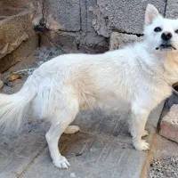 اشپیتز روباهی|سگ|کرمان, |دیوار